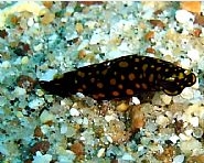 Photo:B. & S. Koretz; Surf to the Sea Slug Forum